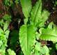 YELLOW DOCK HERBS2