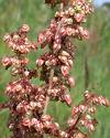 YELLOW DOCK RUMEX