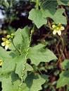 Bryony- climber