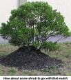 shrubs