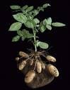 tuber plant