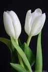 bulb plant- tulip