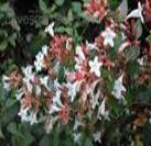 ABELIA FLOWERS