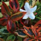 ABELIA GRANDIFLORA