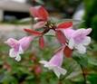 ABELIA SHRUBS1