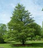 ALDER ALNUS GLUTINOSA