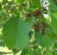 ALDER SHRUBS1