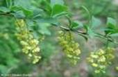 BARBERRY BERBERIS VULGARIS