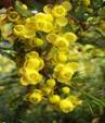 BARBERRY SHRUBS1