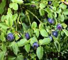 BILBERRY MYRTILLIUS