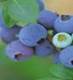 BILBERRY SHRUBS3