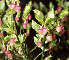 BILBERRY VACCINIUM