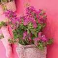 BOUGAINVILLEA FLOWER