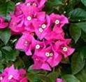 BOUGAINVILLEA GLABRA