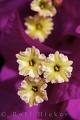 BOUGAINVILLEA SHRUBS1