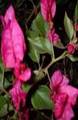 BOUGAINVILLEA SHRUBS2