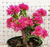 BOUGAINVILLEA