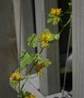 CALYCANTHUS COMMERCIAL2