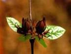 CALYCANTHUS FLORIDUS