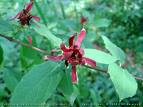 CALYCANTHUS FLOWER