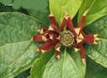 CALYCANTHUS SHRUBS1