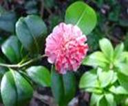 CAMELIA JAPONICA