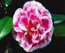 CAMELIA SHRUBS1