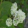 CEANOTHUS SHRUBS2