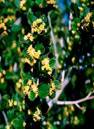 CERCOCARPUS SHRUBS1