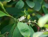 COCA ERYTHROXYLUM