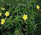 DAMIANA TURNERA