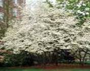 DOGWOOD CORNUS FLORIDA