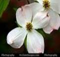 DOGWOOD SHRUBS2