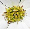 DOGWOOD SHRUBS3