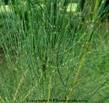 EPHEDRA FLOWER