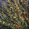 EPHEDRA SHRUBS1