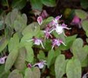 EPIMEDIUM GRANDIFLORUM