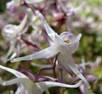 EPIMEDIUM SHRUBS1