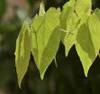 EPIMEDIUM SHRUBS2