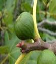 FIG CARICA