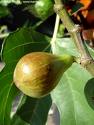 FIG FICUS