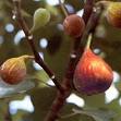 FIG  SHRUBS1