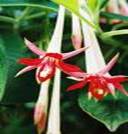 FUCHSIA BOLIVIANA