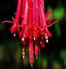 FUCHSIA SHRUBS1