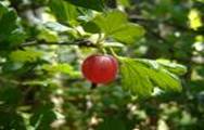 GOOSEBERRY RIBES