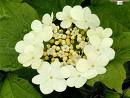 GUELDER ROSE SHRUBS1