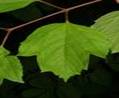 GUELDER ROSE SHRUBS2