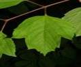 GUELDER ROSE SHRUBS2