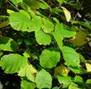 HAZELNUT SHRUBS2
