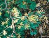 HAZELNUT HAMAMELIS VIRGINIANA